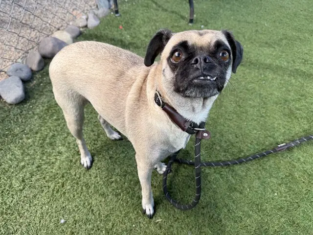 Mabel - Pug