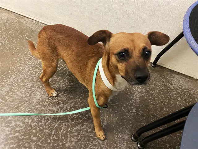 Lance - Chihuahua
