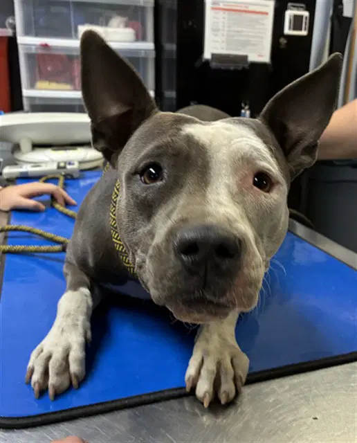Mist - American Pit Bull Terrier
