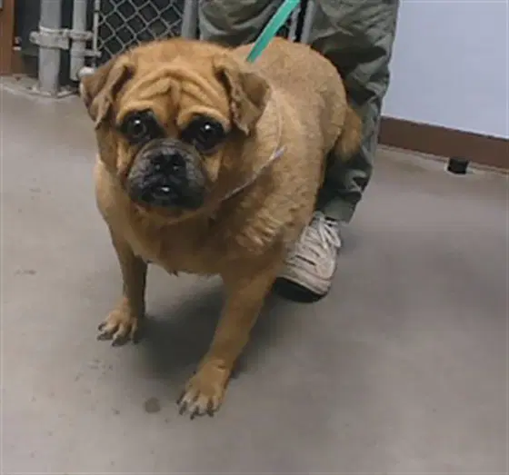 Chonky - Pug