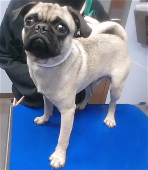 Love Pug - Pug