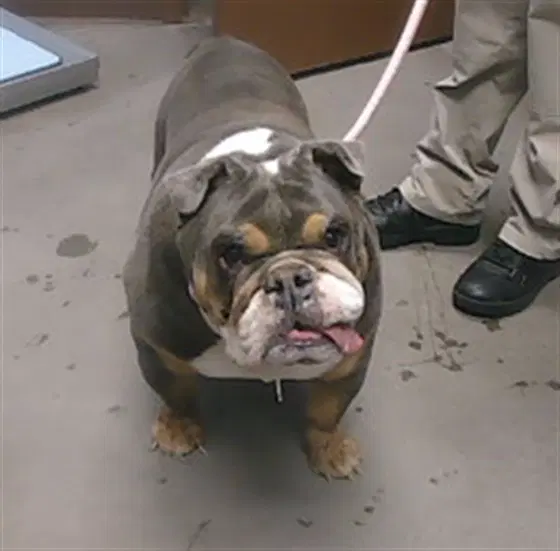 Krombopulos - English Bulldog