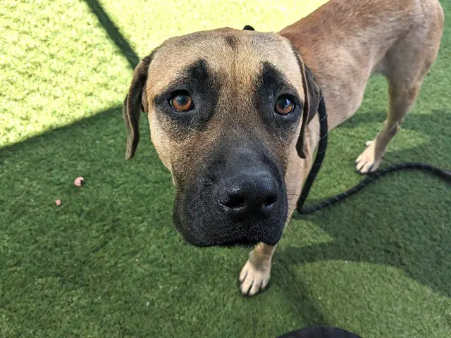 Olive - Bullmastiff