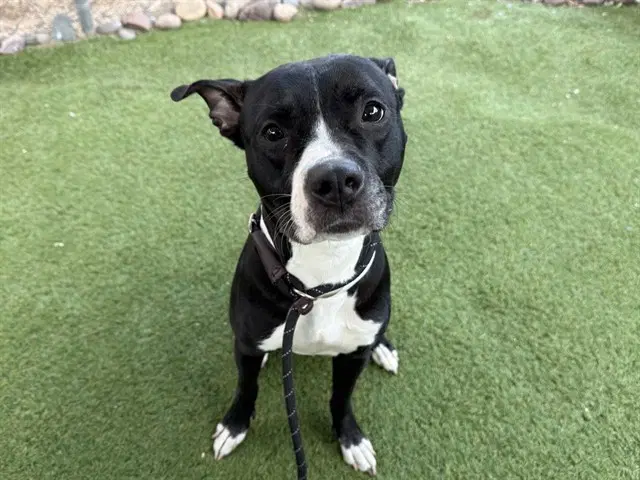 Ramen - American Pit Bull Terrier