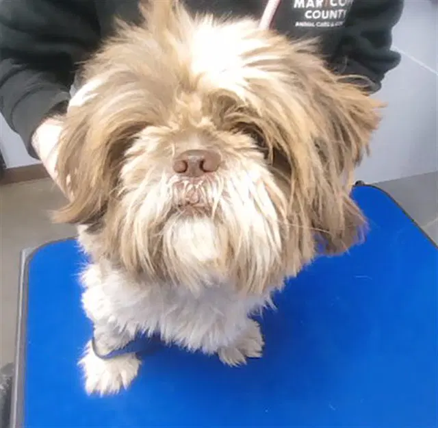 Cheese - Shih Tzu