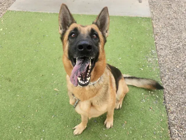 Judy - German Shepherd Dog