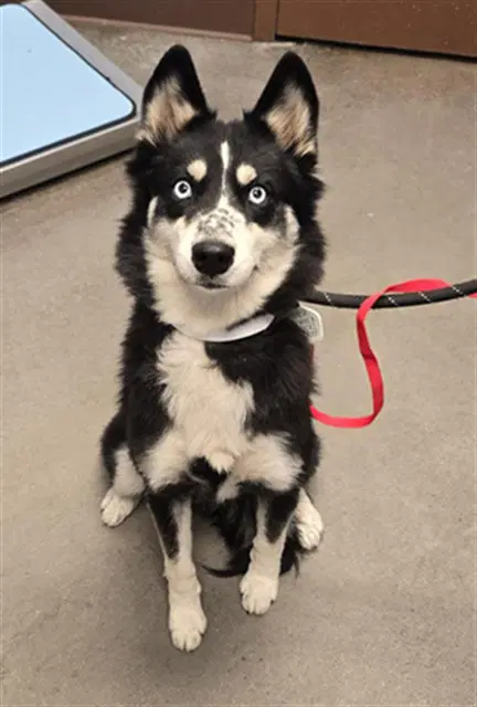 Pecas - Siberian Husky