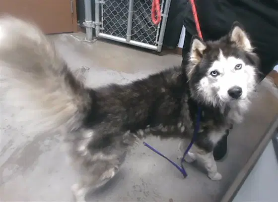 Tango - Husky