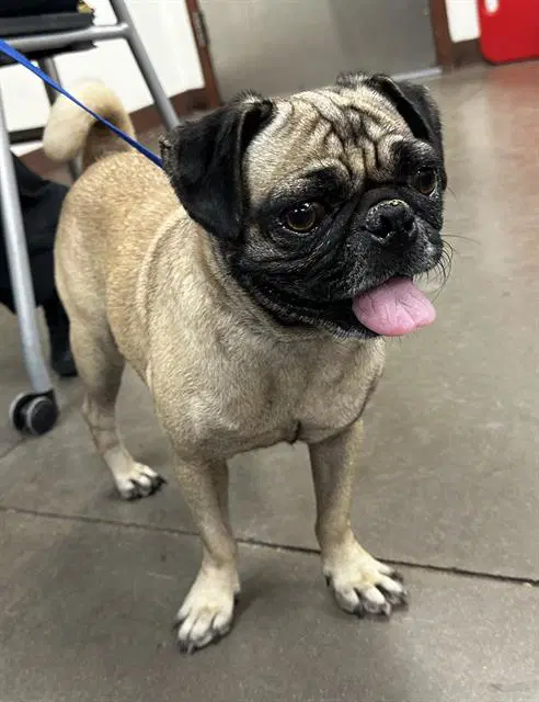 Lisa - Pug