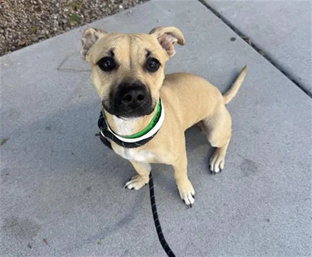 Miss Cheese - Black Mouth Cur