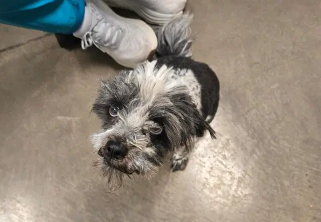 Judy - Shih Tzu