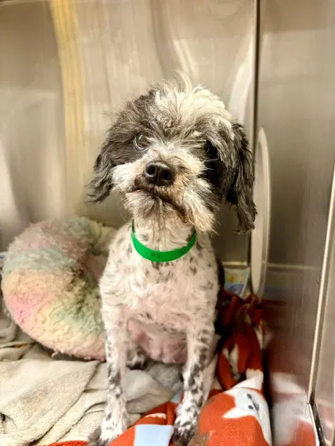 Judy - Shih Tzu