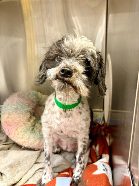 Judy, Shih Tzu / Mixed (medium coat)