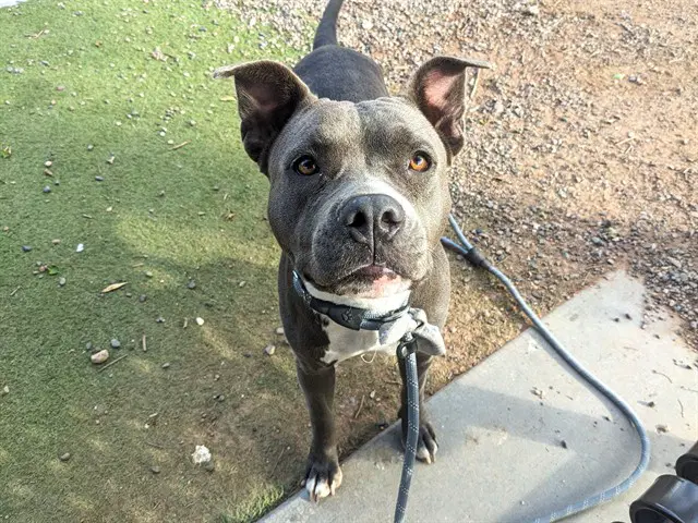 Lilac - American Pit Bull Terrier