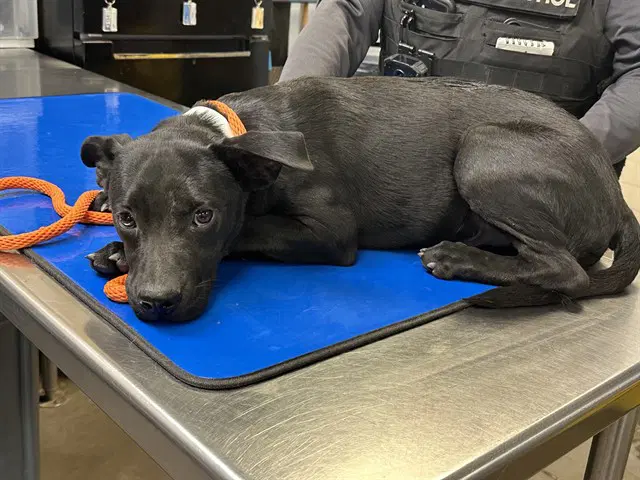 Dracula - Staffordshire Bull Terrier