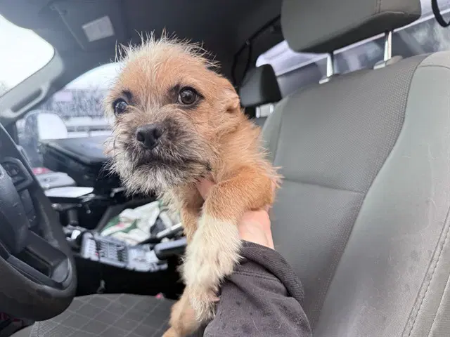 Bagel - Border Terrier