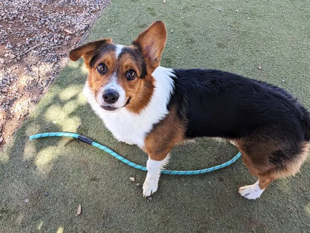 Ollie - Cardigan Welsh Corgi