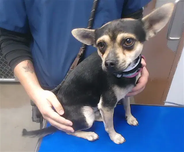 Scoop - Chihuahua