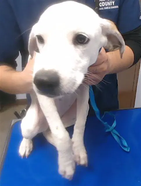 Coraline - Beagle