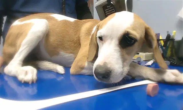 Sally - Beagle