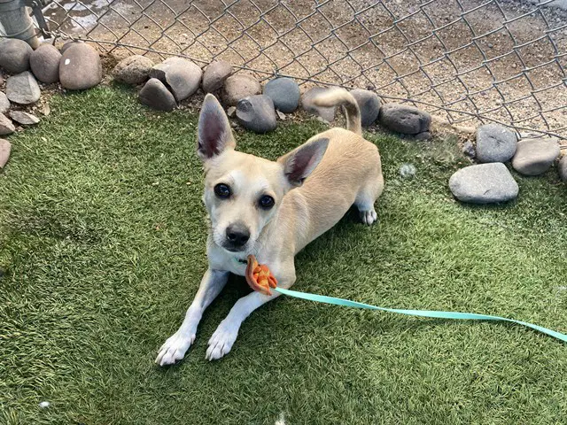 Stuart - Chihuahua
