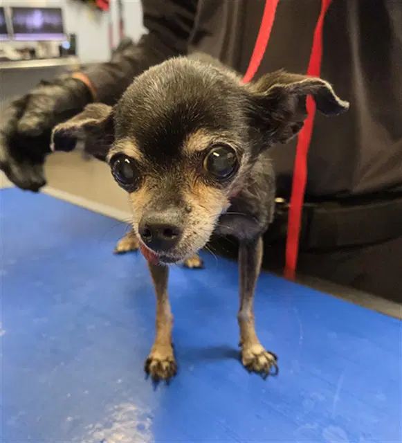 Calypso - Chihuahua