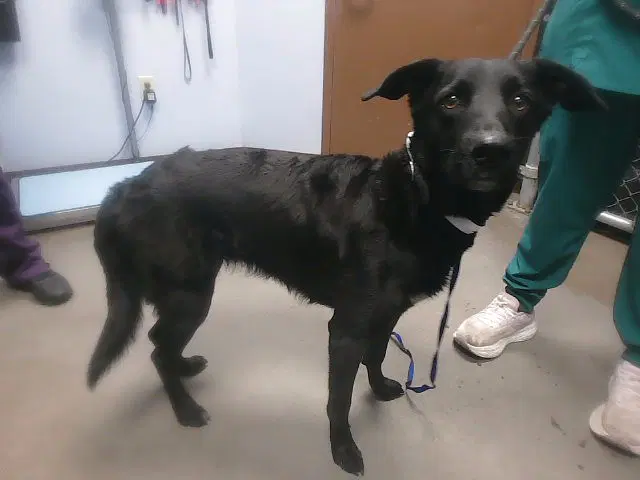 Nebula - Labrador Retriever
