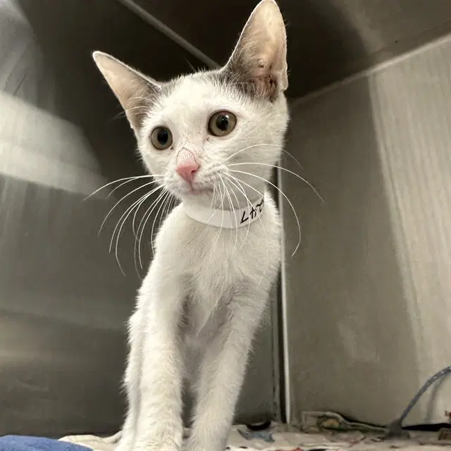 Flavio - Domestic Short Hair