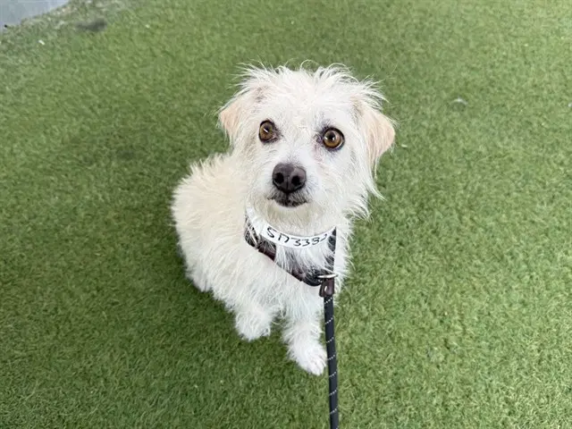 Finch - Poodle (Miniature)