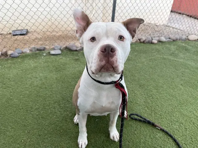 Ginger - American Pit Bull Terrier