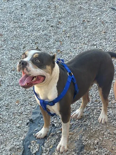 Banks - American Pit Bull Terrier