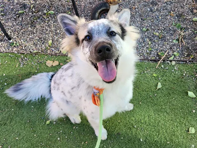 Merlin - Australian Shepherd