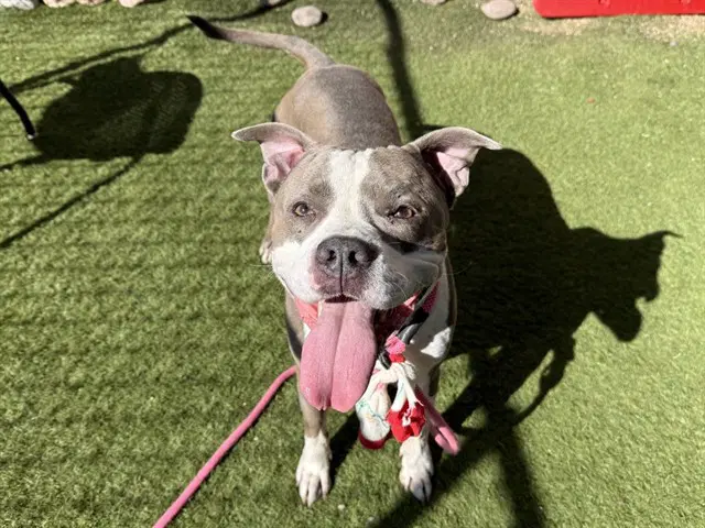 Red Bull - American Pit Bull Terrier