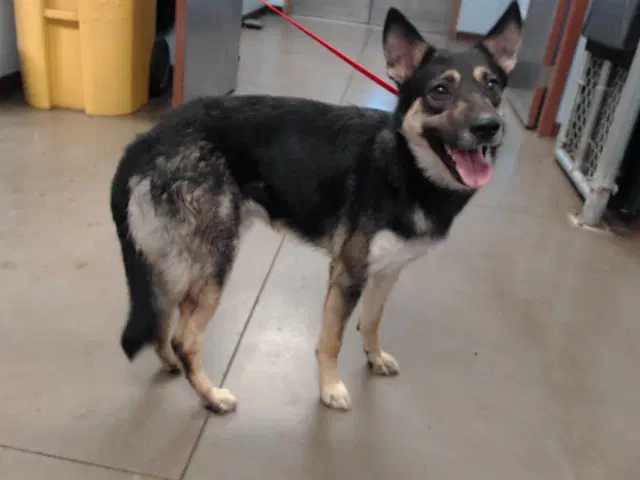 Navy - German Shepherd Dog