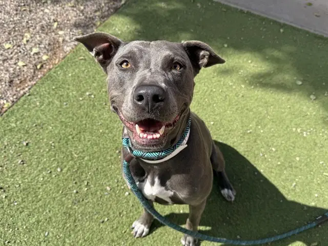 Mint Chip - American Pit Bull Terrier