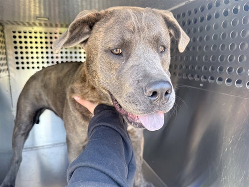 Cupcake, American Pit Bull Terrier / Mixed (medium coat)