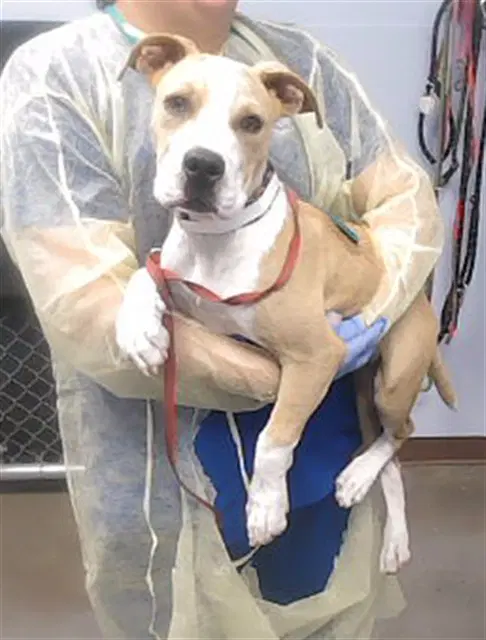 Thunder - American Pit Bull Terrier