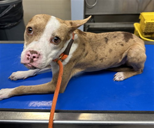 Cookie, American Pit Bull Terrier / Catahoula Leopard Dog / Mixed (medium coat)