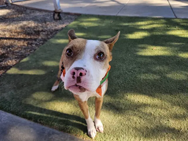 Cookie - American Pit Bull Terrier