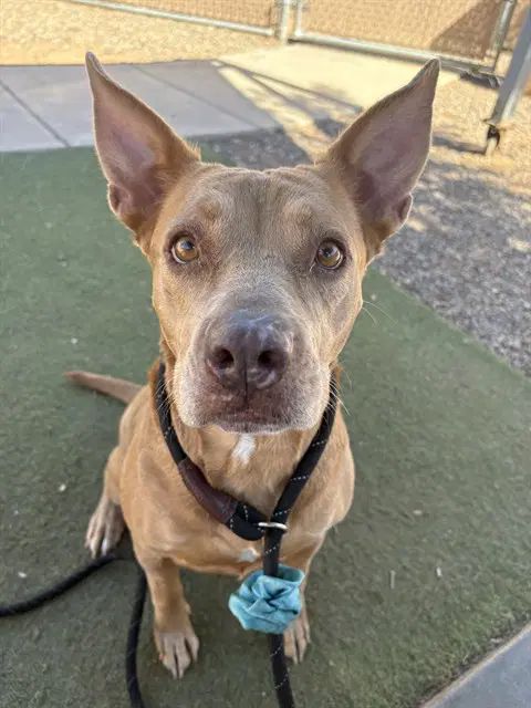 Donna - American Pit Bull Terrier