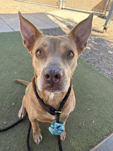 Donna, American Pit Bull Terrier (medium coat)