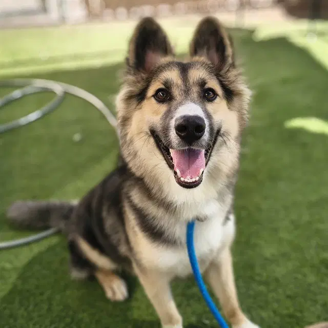 Charm - German Shepherd Dog