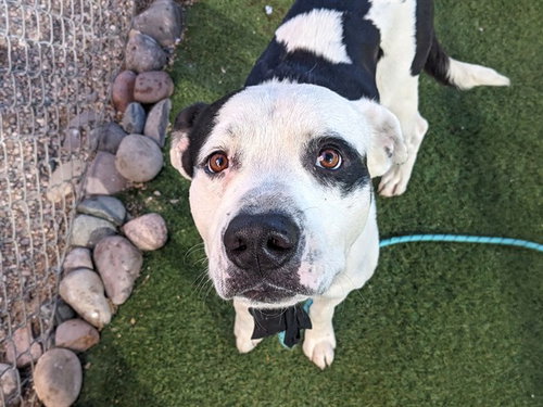 Grill, American Pit Bull Terrier (medium coat)
