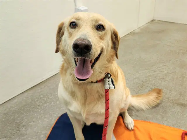 Rosie - Labrador Retriever