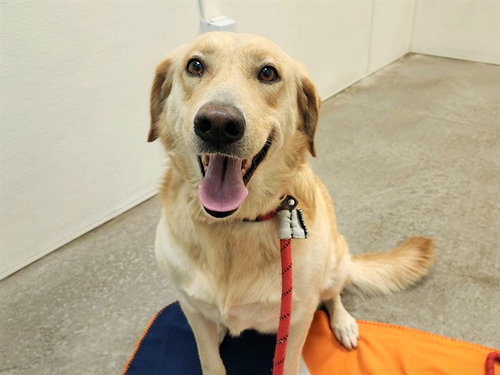 Rosie, Labrador Retriever / German Shepherd Dog / Mixed (medium coat)