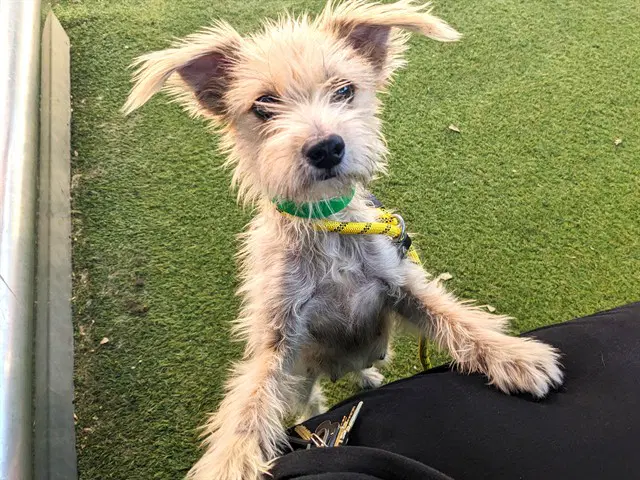 Tink - Cairn Terrier