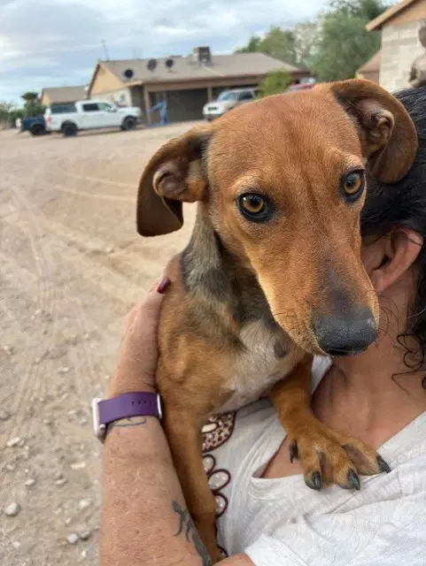Banana - Dachshund