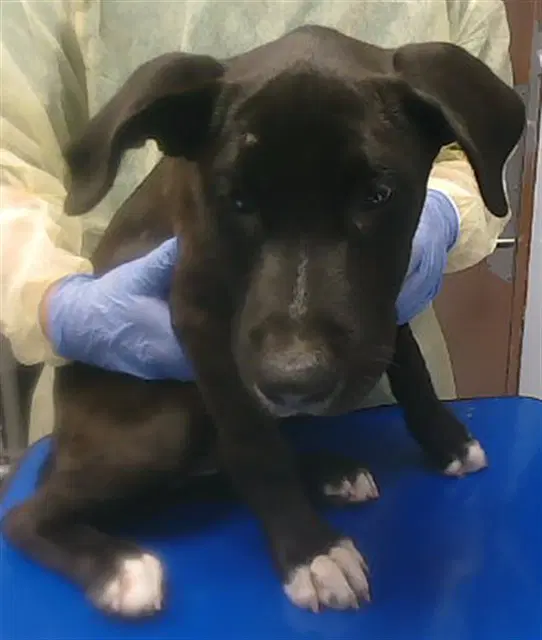 Oregano - Labrador Retriever