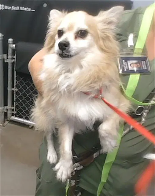 Bear - Pomeranian