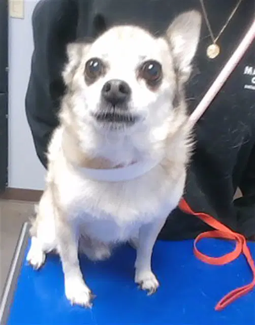 Wolfgang - Chihuahua